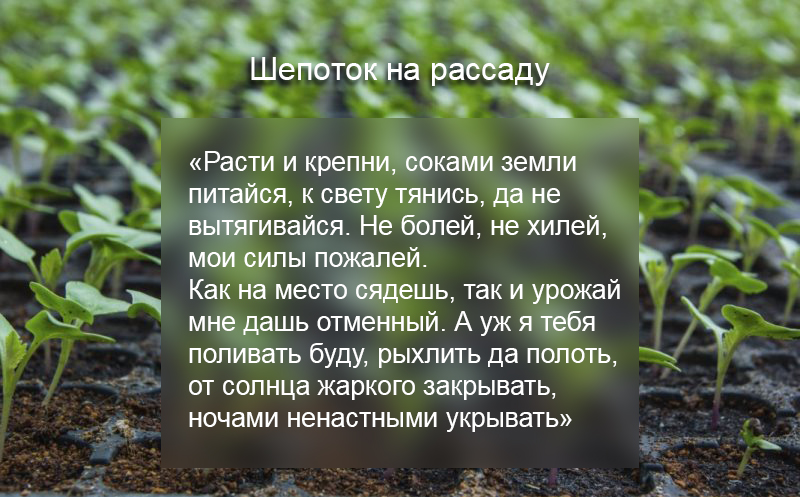 Как получить хороший урожай при помощи заговоров и шепотков