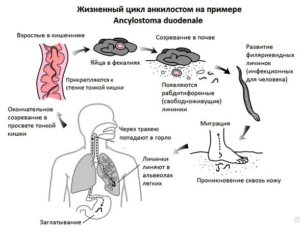 Какие скрытые симптомы могут появиться у человека при заражении глистами