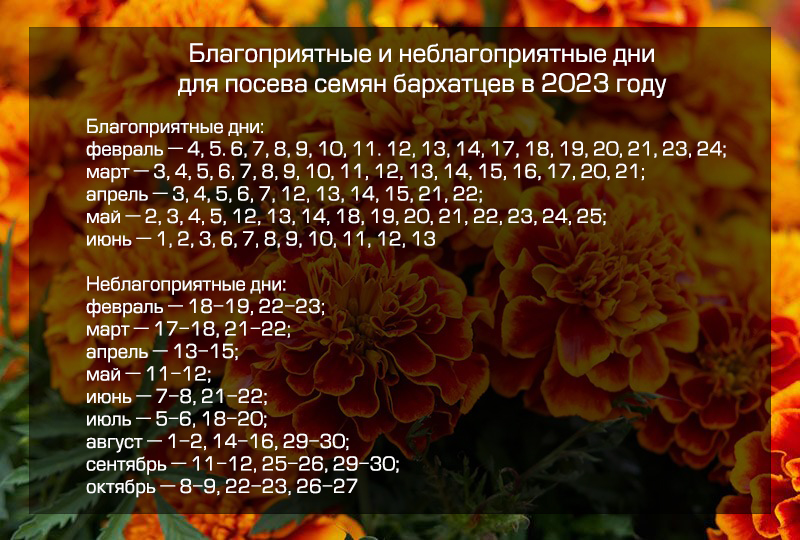 Советы по выращиванию бархатцев: когда лучше сажать семена в 2023 году, как ухаживать за рассадой, когда пересаживать в грунт