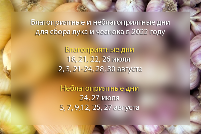 Июль или август 2022 года? Когда лучше собирать урожай лука и чеснока для зимнего хранения