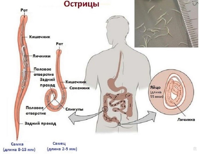 Какие скрытые симптомы могут появиться у человека при заражении глистами