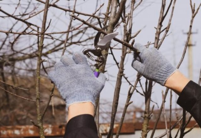 Какие садовые и огородные работы необходимо проводить в апреле