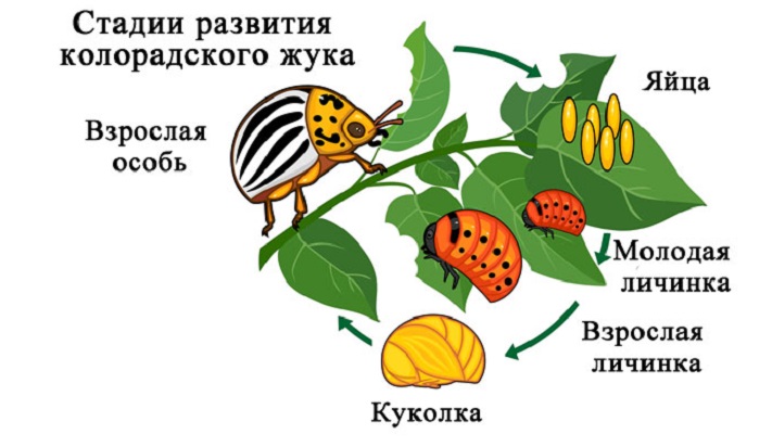 Эффективные методы борьбы с колорадским жуком