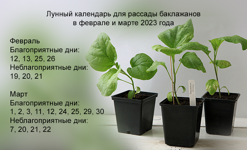 Как подготовить семена помидоров и баклажанов и высадить рассаду по лунному календарю в феврале и марте 2023 года