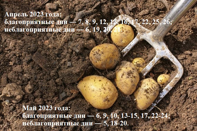 Лунный календарь посадок картофеля на апрель-май 2023 года