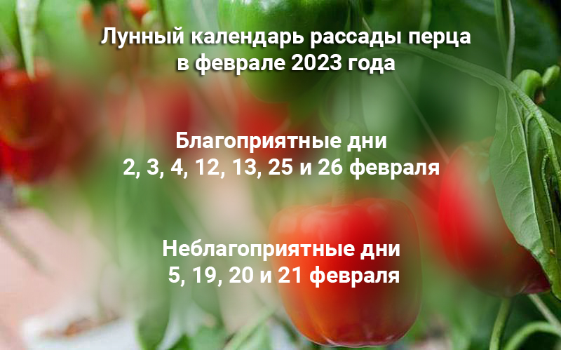 Как правильно высадить семена перца на рассаду в феврале, каких ошибок следует избегать