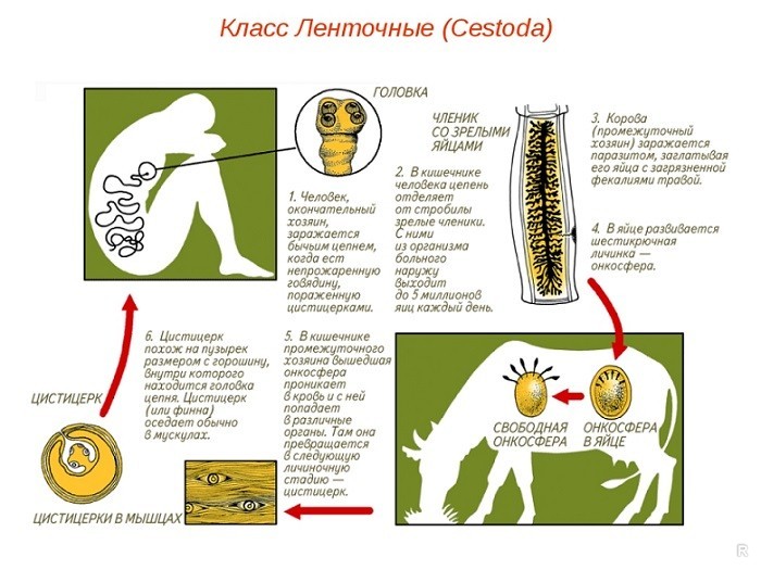 Какие скрытые симптомы могут появиться у человека при заражении глистами