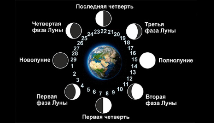 Оптимальные сроки посадки семенного материла томатов на рассаду в 2021 году