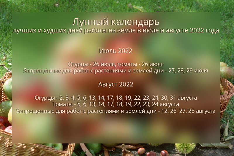 Советы для огородников на конец июля и август 2022 года по лунному календарю