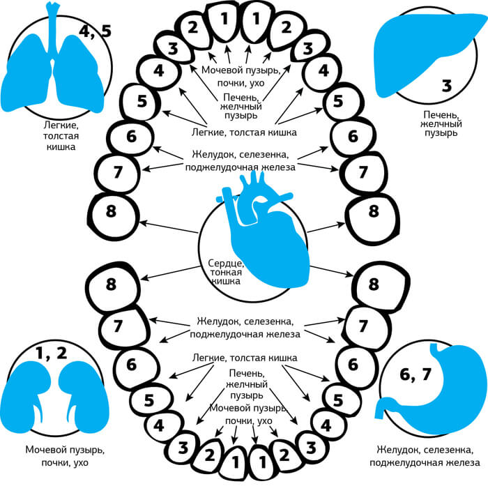 За состояние каких органов отвечают зубы человека
