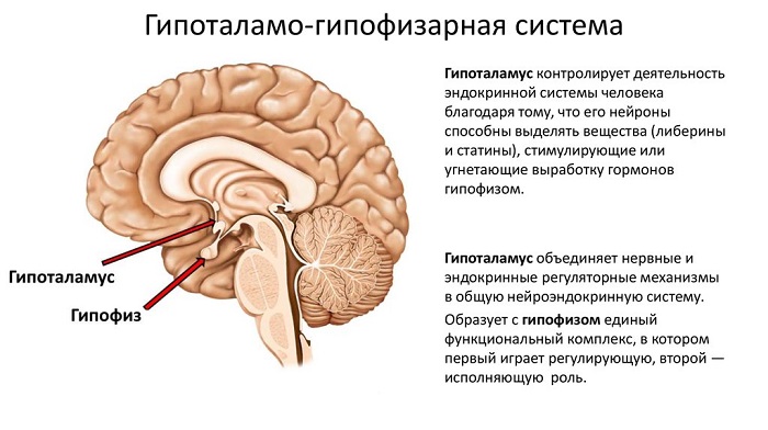 Несахарный диабет: что это такое и чем отличается от сахарного диабета