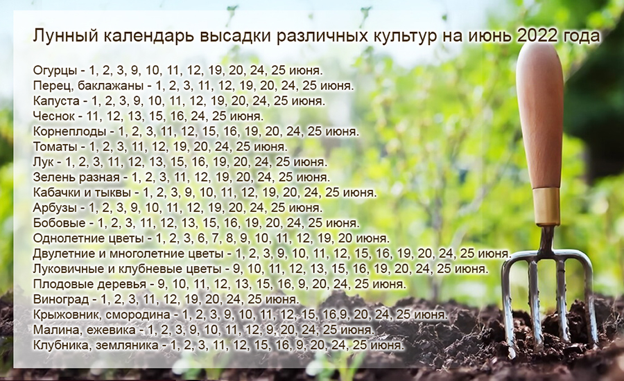 Какие работы на даче и в огороде можно проводить в июне 2022 года: удачные и неудачные дни