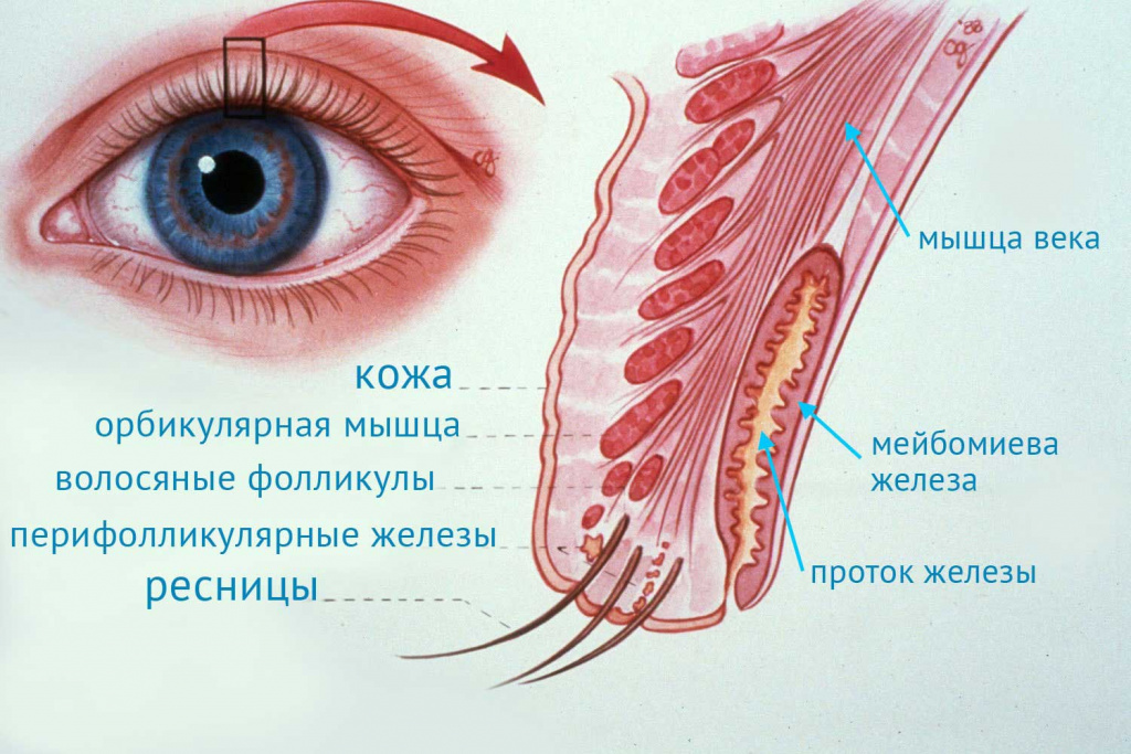 Что такое блефаропластика и можно ли ее делать до 30 лет