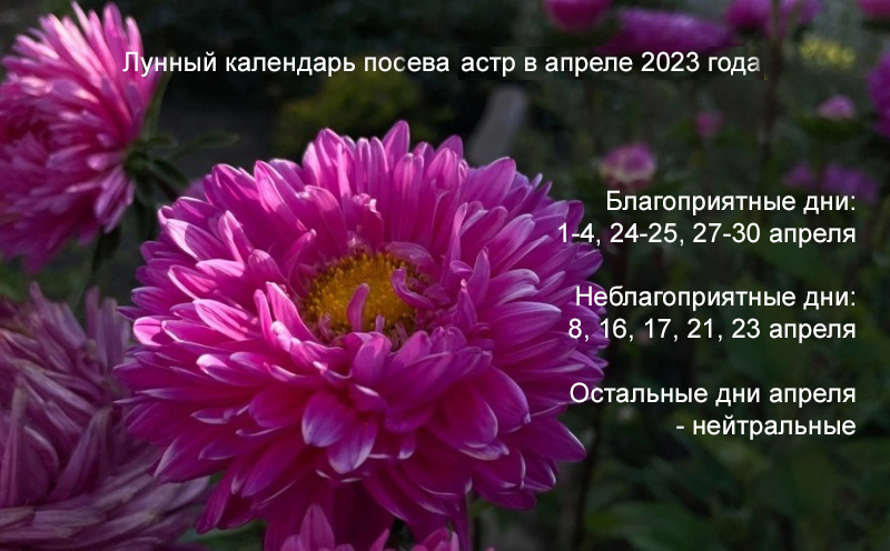 Особенности и сроки посадки астр на рассаду в 2023 году