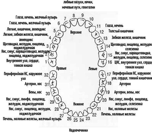 За состояние каких органов отвечают зубы человека