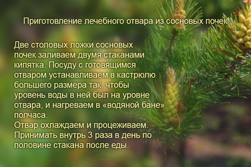 Какие лекарственные растения можно заготавливать весной, задолго до наступления лета