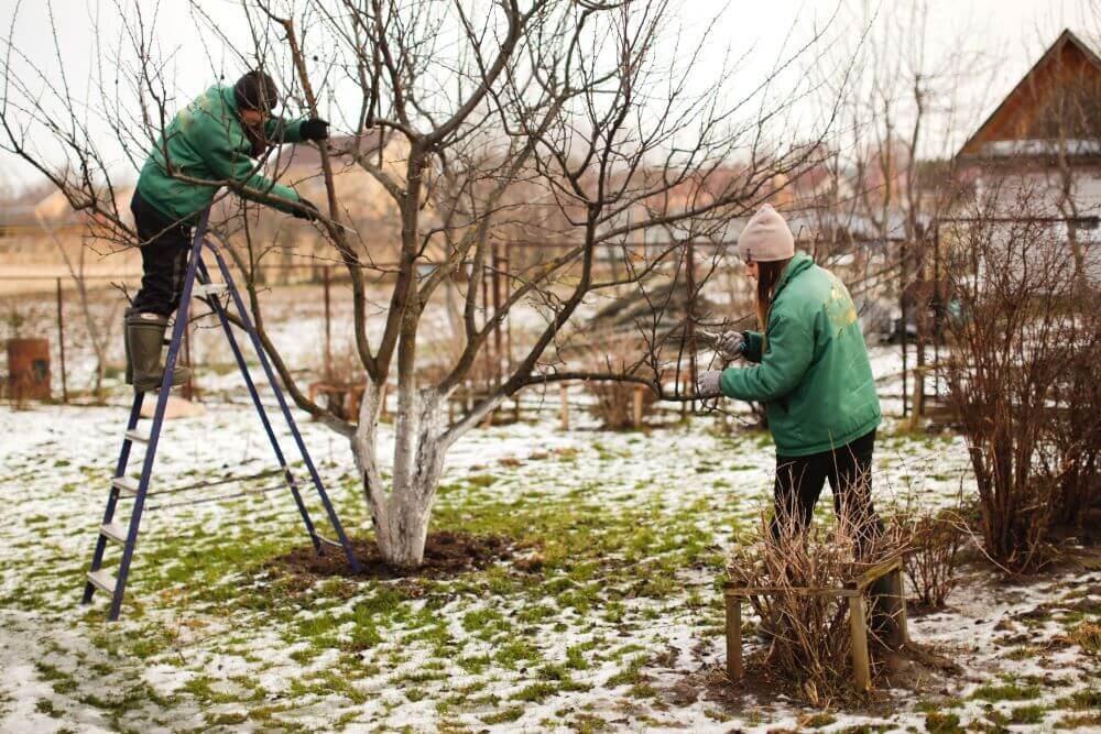 С чего начать мартовские работы в саду и на огороде: подробный список дел