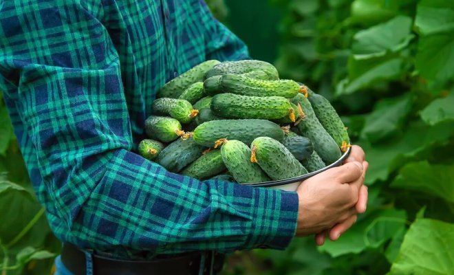 Почему горчат огурцы и как этого избежать